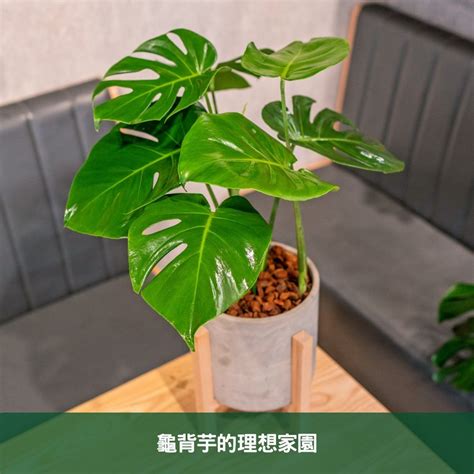 小天使植物風水|小天使蔓綠絨風水：為您的居家環境帶來活力與和諧 – 植物盆栽綠。